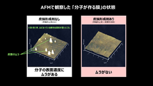AFMで観察した「分子が作る膜」の状態 皮膜形成剤なし(帯電防止剤のみ)※白く色づき、山になっている部分は濃度が濃いところ。分子の表面濃度にムラがある 皮脂形成剤あり(帯電防止剤+被膜形成剤)ムラがない