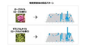 嗅覚受容体の反応パターン ローズオイル(ローズの香り) ゼラニウムオイル(ローズのような香り)