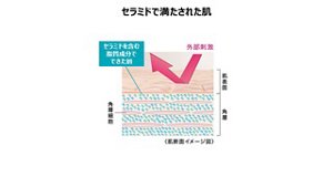 セラミドで満たされた肌