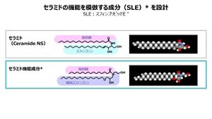 セラミドの機能を模倣する成分(SLE)を設計