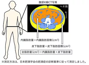 図3 内臓脂肪量の評価方法を示した図。腹部X線CT写真を撮影し、脂肪面積を算出する。内臓脂肪量は内臓脂肪面積、皮下脂肪量は皮下脂肪面積で表される。内臓脂肪量と皮下脂肪量の合計が全脂肪量となる。この測定方法は、日本肥満学会の肥満症の診断基準に従っている。
