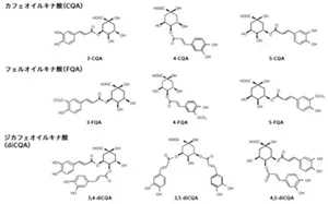 図1 カフェオイルキナ酸(CQA)、フェルロイルキナ酸(FQA)、ジカフェオイルキナ酸(diCQA)の化学構造式。CQAは3-CQA、4-CQA、5-CQA。FQAは3-FQA、4-FQA、5-FQA 。diCQAは3,4-diCQA、3,5-diCQA、4,5-diCQAの構造式を示します。