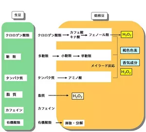 図2 コーヒー生豆中の成分の焙煎による変化を示す図。焙煎により、クロロゲン酸類はカフェ酸とキナ酸、さらにフェノール類に変化し減少する。糖類、タンパク質、脂質は、分解やメイラード反応により、褐色色素、香気成分およびH2O2へ変化する。カフェインは焙煎しても変化せず、有機酸類は揮散・分散する。