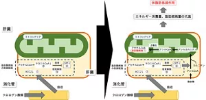 図1 クロロゲン酸類が脂肪燃焼を促進するメカニズムを示す図。肝臓でACC2の活性が低下し、マロニルCoAが減少、これによりCPT-1の活性が上昇し、脂肪酸がミトコンドリアに運ばれ燃焼される。その結果、体脂肪が低減される。