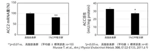 図4 マウスの肝臓におけるACC2遺伝子発現量とACC活性を示す棒グラフ。高脂肪食群に比べて1%CPP配合群は、ACC2遺伝子発現量とACC活性が有意に低減した。