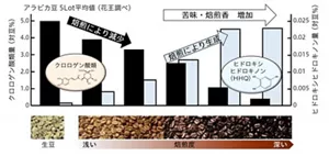 図1 コーヒー豆の焙煎によるクロロゲン酸類とヒドロキシヒドロキノン(HHQ)の変化を示す図。焙煎が進むとクロロゲン酸類は減少し、HHQが生成される。下部には焙煎度の違いを示す豆の画像がある。