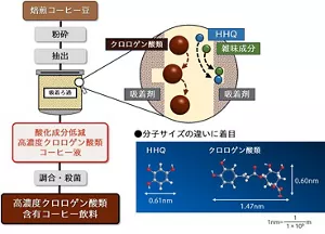図2 焙煎コーヒー豆からクロロゲン酸類を維持しつつ、酸化成分HHQや雑味成分を吸着ろ過で選択的に低減する技術を示した図。分子サイズの違いを利用した吸着ろ過によりHHQは低減され、高濃度クロロゲン酸類を含むコーヒー抽出液が得られる。