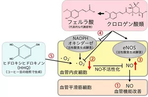 図1 クロロゲン酸類の血管内皮機能改善がヒドロキシヒドロキノン(HHQ)由来の活性酸素によって阻害されるメカニズムを示す図。HHQが活性酸素を生成し、一酸化窒素の不活性化を通じて血管機能改善を阻害する。