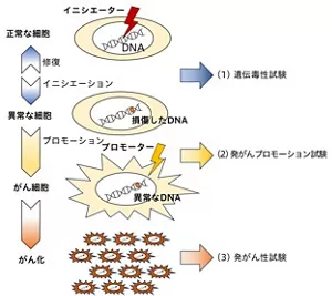 図1 発がんのメカニズムを示す図。最初に、正常な細胞のDNAに異常が生じ、遺伝毒性試験で確認される(発がんイニシエーション)。次に、異常細胞の増殖が促進され、発がんプロモーション試験で確認される(発がんプロモーション )。最終的に、がん細胞が形成され、発がん性試験でがん化が確認される。