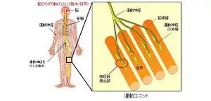 図1 脳からの指令が運動神経を介して筋肉に伝わり、筋収縮を引き起こすメカニズムを示す図。運動ユニット内では神経筋接合部において運動神経終末が筋線維に信号を伝え、アセチルコリン受容体が信号を受け取ると筋収縮が起こる。