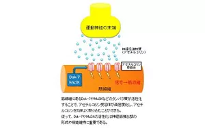 図2 神経筋接合部における刺激の伝達を説明した模式図。運動神経の末端から放出されるアセチルコリンが筋線維上の受容体に結合し、筋収縮を引き起こす。筋線維にはDok-7とMuSKが存在し、これらが活性化することでアセチルコリン受容体が高密度に発現してアセチルコリンを効率よく取り込むことができる。