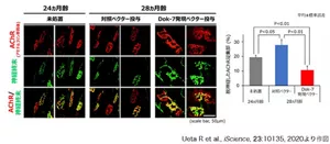 図3 老齢マウスに対するDok-7発現ベクター投与の効果を示す免疫染色の図と脱神経の割合を示す棒グラフ。免疫染色では、28ヵ月齢時点で対照ベクター投与群に比べDok-7発現ベクター投与群では、アセチルコリン受容体の凝集の増強と、脱神経の抑制が見られた。グラフでは、Dok-7発現ベクター投与群で脱神経の割合が有意に減少している。