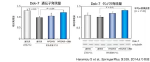 図5 MFGMの継続摂取と軽運動が老化促進マウスのDok-7遺伝子及びタンパク質発現量に及ぼす効果を示す棒グラフ。20週間の摂取後、MFGM食および軽運動を併用したマウスでは、Dok-7遺伝子及びタンパク質の発現量が有意に増加した。
