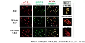 図7 MFGM摂取と軽運動の併用がマウスの神経筋接合部に与える影響を示す免疫染色図。アセチルコリン受容体と神経終末を染色することで、神経筋接合部の形態を比較。若齢、通常食/安静、MFGM食/運動の3群を比較した結果、MFGM食/運動群では神経筋接合部の形態改善が観察され、これが運動機能の向上に寄与していると考える。