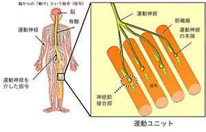 図5 脳からの指令が運動神経を介して筋肉に伝わり、筋収縮を引き起こすメカニズムを示す図。運動ユニット内では神経筋接合部において運動神経終末が筋繊維に信号を伝え、アセチルコリン受容体が信号を受け取ると筋収縮が起こる。