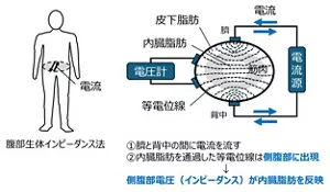 図2 内臓脂肪の測定原理(腹部生体インピーダンス法)の模式図。 左の図は人体に電流を流す位置を示し、右の図は腹部断面図で皮下脂肪、内臓脂肪、筋肉の位置を示す。臍部の電極と背中の電極の間に弱い電流を流すことによって、腹腔内に電位の等高線(等電位線)が発生する。内臓脂肪を通過した等電位線は側腹部に現れ、この腹側部の電圧を計測することによって、内臓脂肪量を算出することができる。