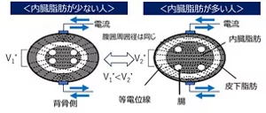図3 内臓脂肪が少ない人と多い人を、腹部生体インピーダンス法で測定したときの腹部断面のイメージ図。 左は内臓脂肪が少ない人、右は内臓脂肪が多い人を示す。両社とも腹囲周囲径は同じだが、内臓脂肪が多い人は、電位の等高線(等電位線)が密になり、側腹部の電圧が大きくなる。