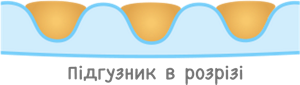 Підгузник в розрізі