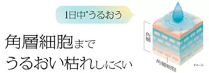 1日中*うるおう 角層細胞までうるおい枯れしにくい