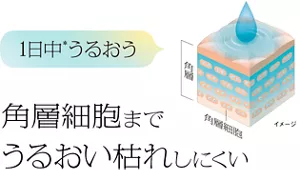 1日中*うるおう 角層細胞までうるおい枯れしにくい