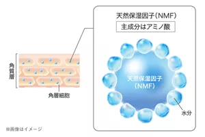 天然保湿因子(NMF) 主成分はアミノ酸 ※画像はイメージ