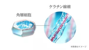 角層細胞 ケラチン線維 ※画像はイメージ