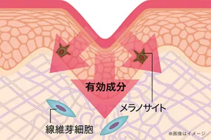 有効成分 繊維芽細胞 メラノサイト ※画像はイメージ