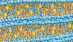 emulsion-night01_img01