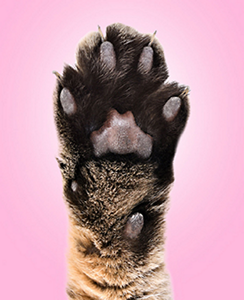 133282_BIO_AEM_Refresh_Social_Transparency_R1_Transparency_14_276x340