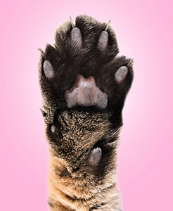 133282_BIO_AEM_Refresh_Social_Transparency_R1_Transparency_14_393x480