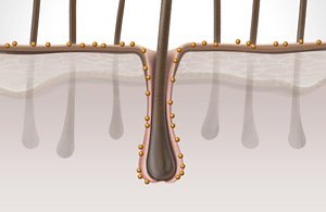 ds men technology guarana