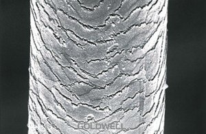 hair porosity porous hair