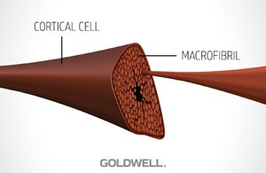 hair properties corticalcell