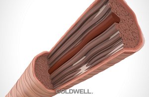 hair properties medulla