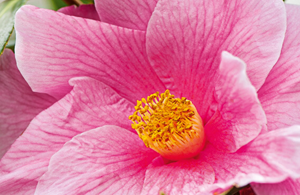 Close up of pink flower