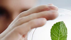 Hand holding a plastic case in the laboratory with a green leaf
