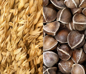 Close-up shot of grains and nuts