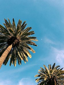 KMS-HAIR-style-magazine-summer-hairstyle-ideas-palm