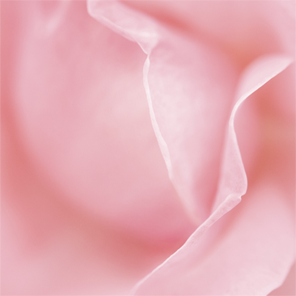 日焼け止め rose トーンアップUV ROSE CHAIRE | 商品ラインナップ | ALLIE