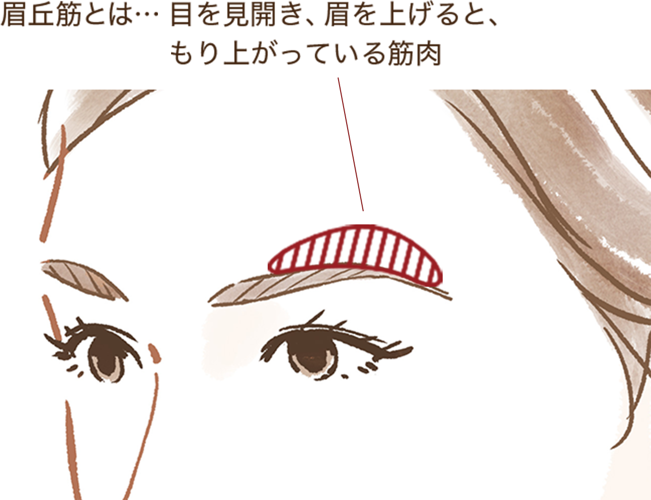 どうしたら眉毛ってうまく描けるの コフレドール グラン カネボウ化粧品 どうしたら眉毛ってうまく描けるの コフレドール グラン カネボウ化粧品