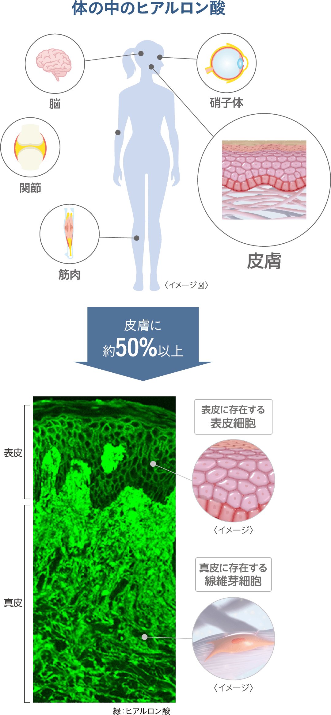 ヒアルロン酸を「育む」ために | カネボウ化粧品