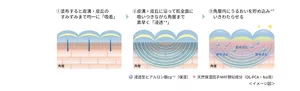 １塗布すると皮溝・皮丘のすみずみまで均一に「吸着」。２皮溝・皮丘に沿って肌全面に吸いつきながら角層まで素早く「浸透*4」。３角層内にうるおいを貯め込み*5いきわたらせる。