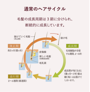 通常のヘアサイクル 毛髪の成長周期は3期に分けられ、 断続的に成長しています。