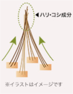 根元から立ち上げるハリ・コシ成分(OSポリマー)*配合