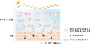 独自開発のラメラ乳化技術による水分チャージ膜を肌の上に形成