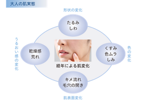 大人の肌実態の形成図