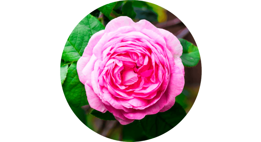 オードパルファム2026 | Milano Collection | カネボウ化粧品