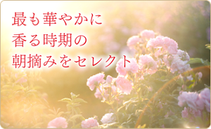 最も華やかに香る時期の朝摘みをセレクト