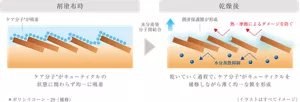 剤塗布時：ケア分子※がキューティクルの状態に関わらず均一に吸着→乾燥後：乾いていく過程で、ケア分子※がキューティクルを補修しながら薄く均一な膜を形成 ※ポリシリコーン29（補修）（イラストはすべてイメージ）