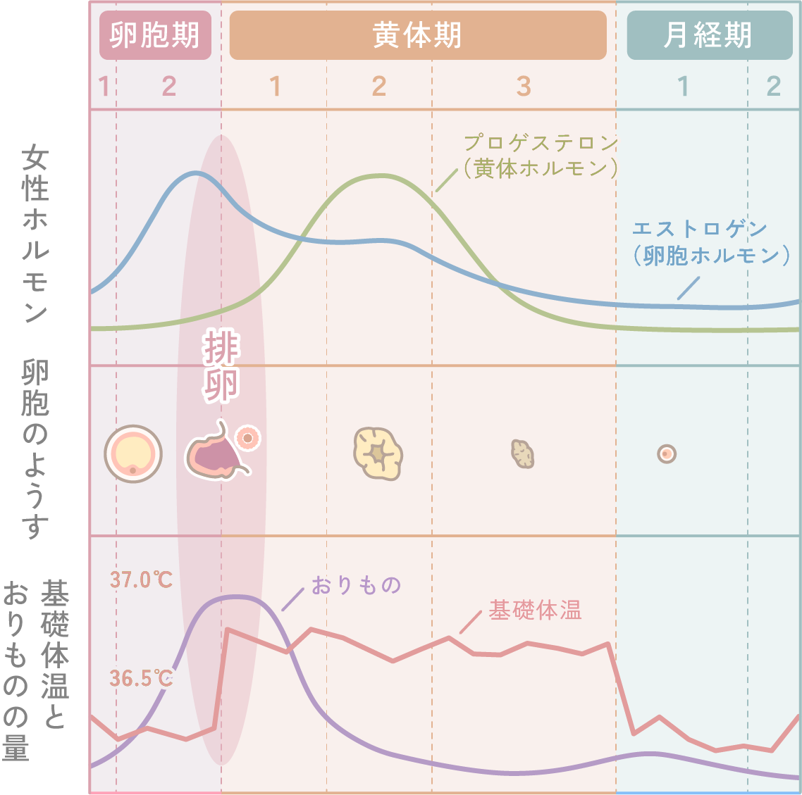 js　おりもの デリケートゾーンと「おりもの」について | Female Terrace